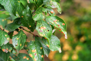 feuille des pruniers malades