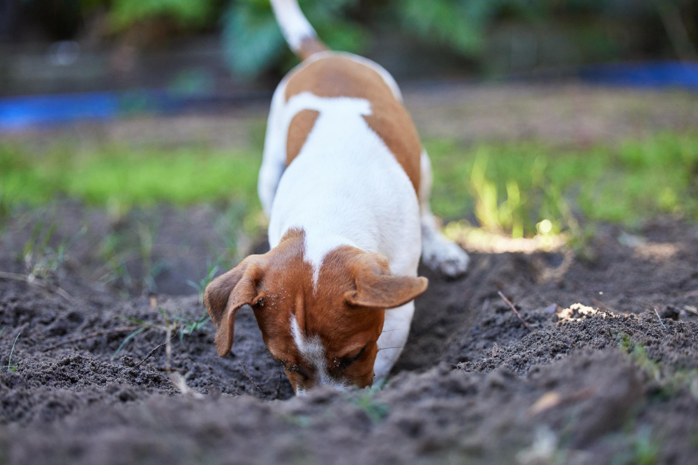 Le comportement destructeur d'un chien qui creuse des trous dans le jardin