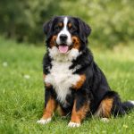 Quelles sont les plus belles races de chien