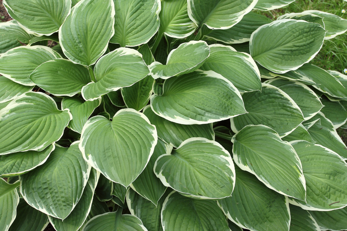 Hostas