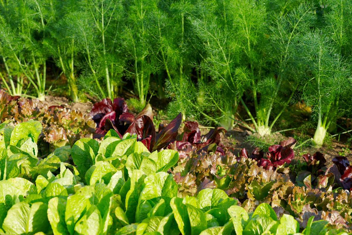 Mes légumes au jardin 