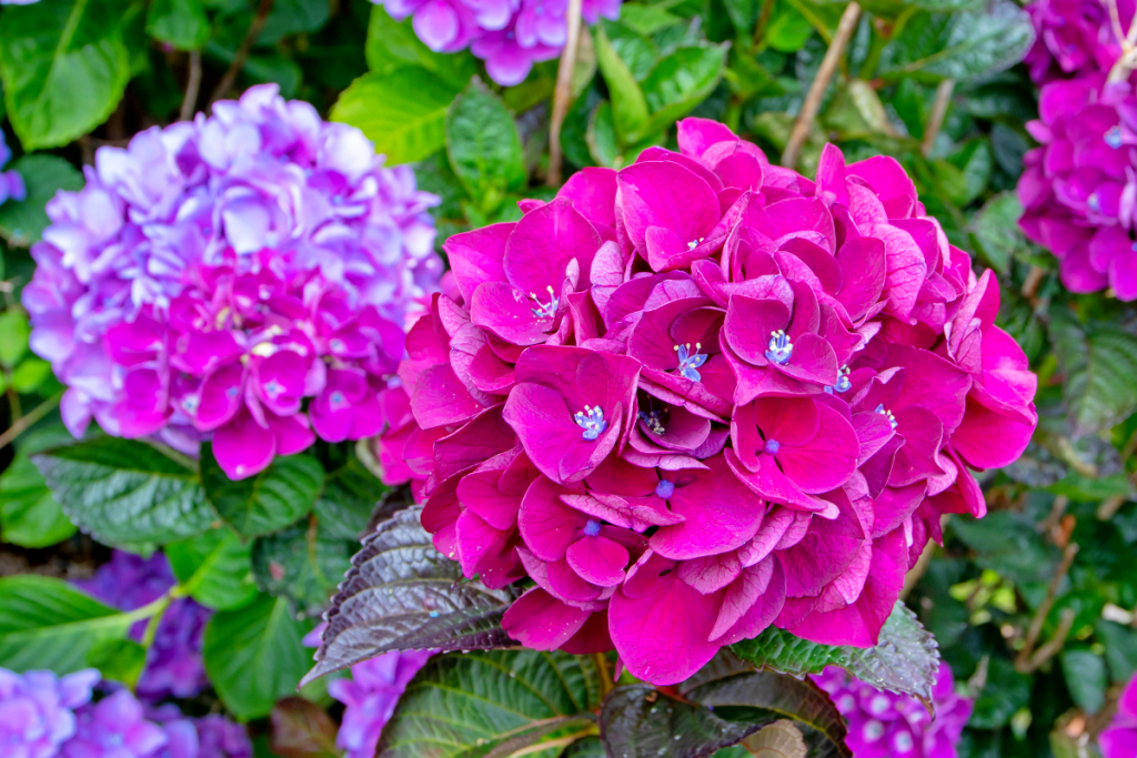 Sulfate De Fer GiDeli 5 Kg | Engrais Pour Hortensias Et Jardin | Heptahydrate | Lutte Contre La Chlorose (jaunissement)