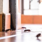 Insectes rampants à la maison
